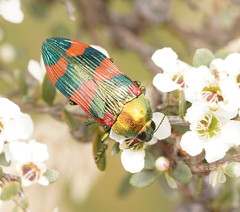 Castiarina thomsoni