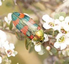 Castiarina thomsoni