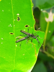 Ithystenus hollandiae