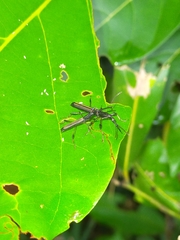 Ithystenus hollandiae