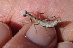 Pseudoyersinia subaptera