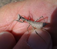 Pseudoyersinia subaptera