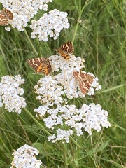 Chrysolarentia polycarpa