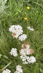 Chrysolarentia polycarpa