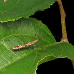 Reduviidae