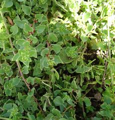 Patellifolia procumbens image