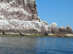 Zalophus californianus