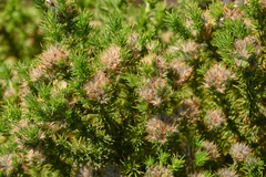 Aspalathus chenopoda