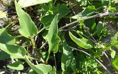 Patellifolia procumbens