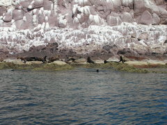 Zalophus californianus