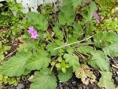 Erodium malacoides