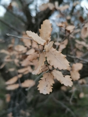 Quercus × cerrioides