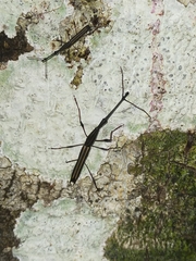 Ithystenus hollandiae