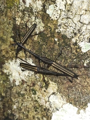 Ithystenus hollandiae