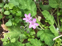 Erodium malacoides