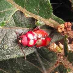 Omophoita sexnotata