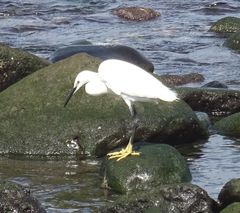 Egretta garzetta