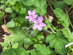 Erodium malacoides