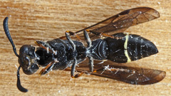 Symmorphus bifasciatus