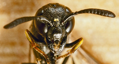 Symmorphus bifasciatus