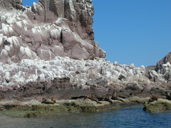 Zalophus californianus