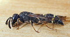 Symmorphus bifasciatus
