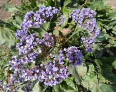 Limonium