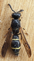 Symmorphus bifasciatus