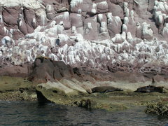 Zalophus californianus
