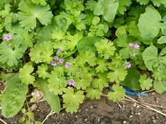 Geranium molle