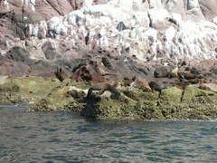 Zalophus californianus