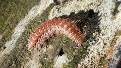 Polydesmus complanatus
