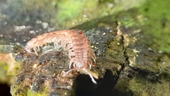 Polydesmus complanatus