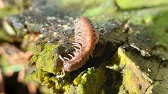 Polydesmus complanatus