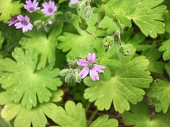 Geranium molle