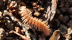 Polydesmus complanatus