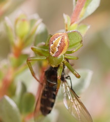 Australomisidia rosea