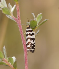 Paracochylis amoenana