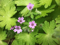 Geranium molle