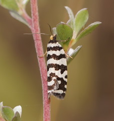 Paracochylis amoenana