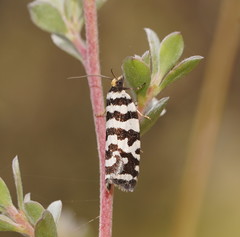 Paracochylis amoenana