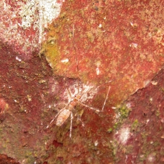 Parahiranetis salgadoi