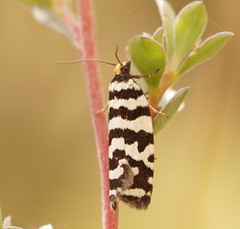 Paracochylis amoenana