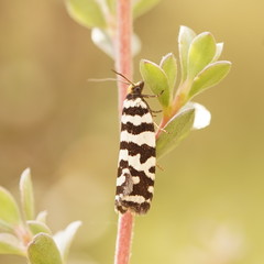 Paracochylis amoenana