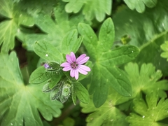 Geranium molle