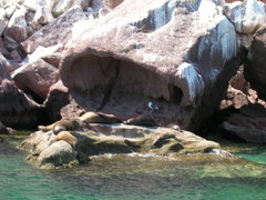 Zalophus californianus