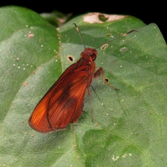 Miltomiges cinnamomea