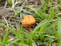 Agaricales