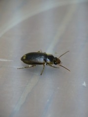 Carabidae