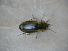 Carabidae